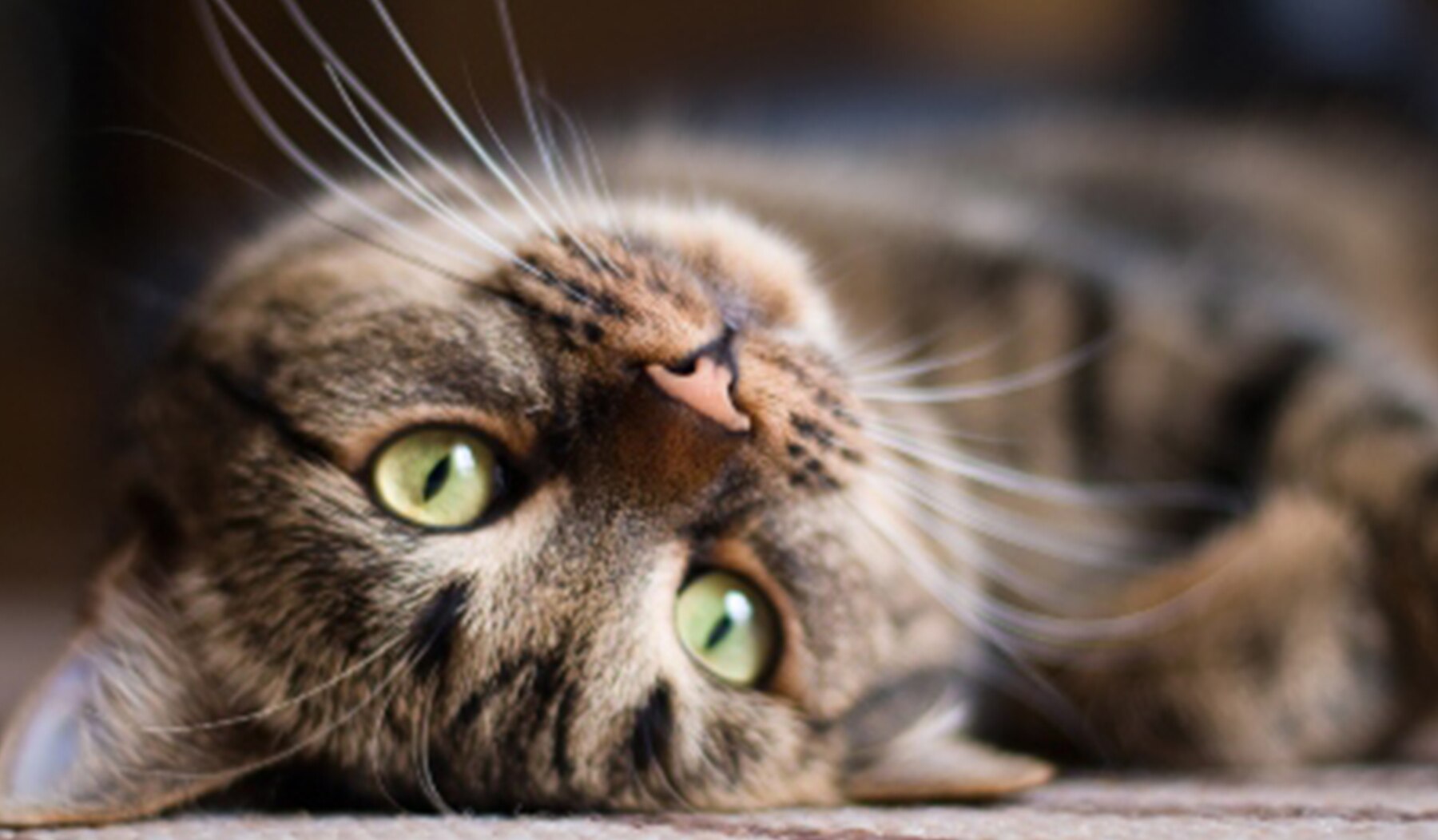 Inappetenza gatto: cause, sintomi e come