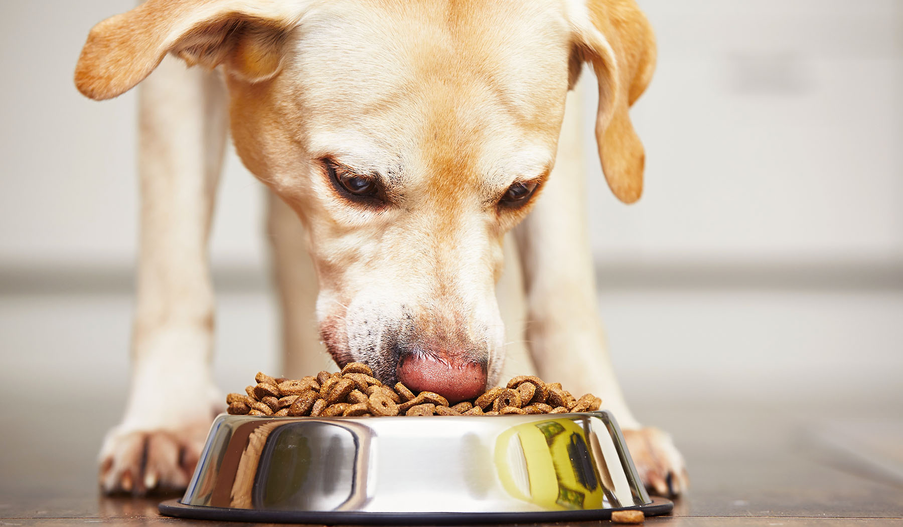 Il cane mangia le traverse - rispondo alle vostre domande. 