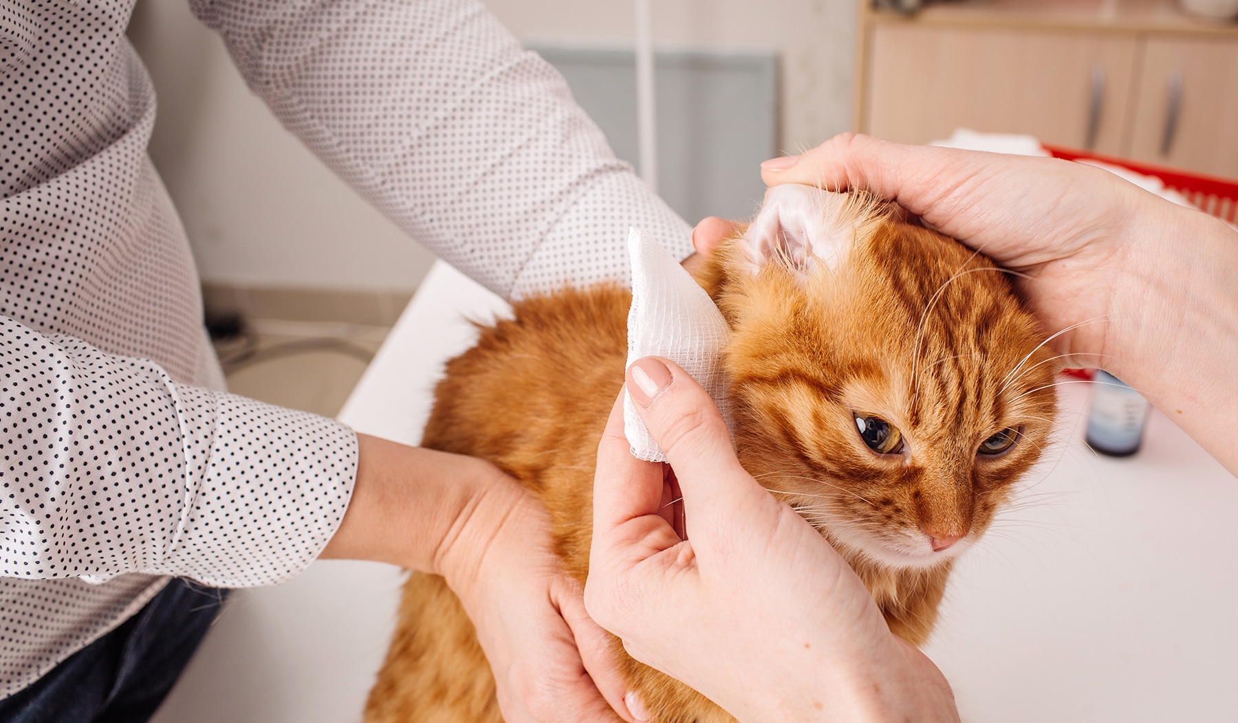 Come pulire le orecchie al gatto